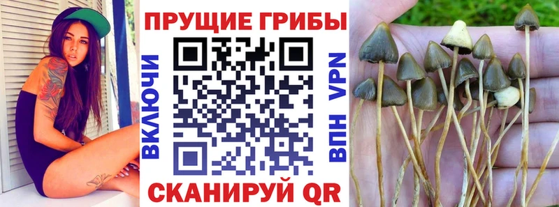 Псилоцибиновые грибы Cubensis  KRAKEN   Миасс 